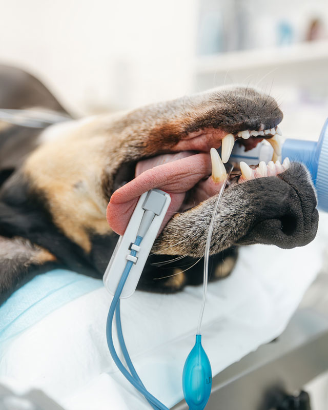 Anestesiología veterinaria avanzada en Mendoza — Green Vet