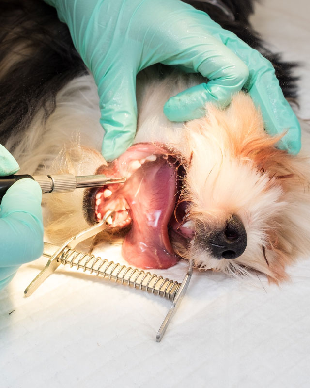 Cirugía dental veterinaria Mendoza — Green Vet