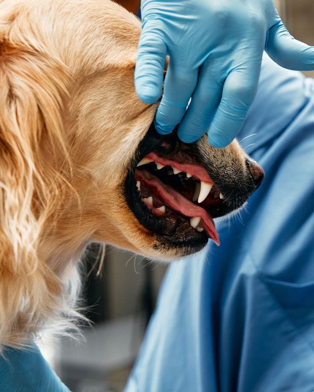 Limpieza dental canina en veterinaria Mendoza — Green Vet